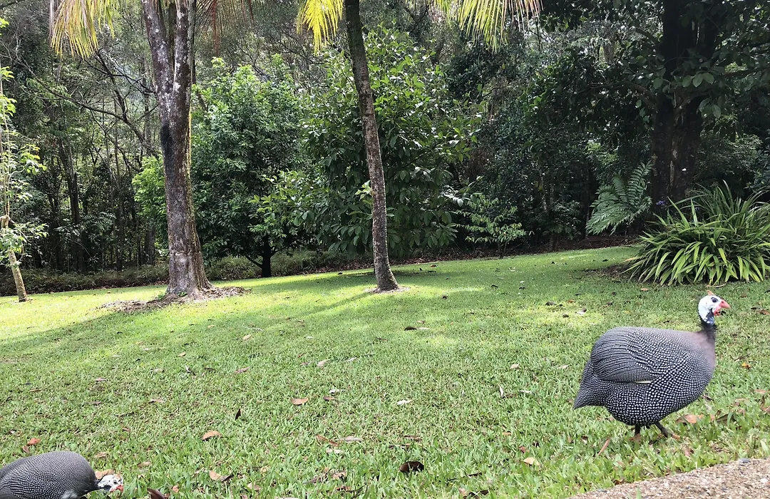 Daintree Manor B&B-1